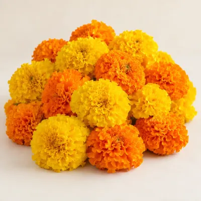 Illustrative Fresh & loose flowers specimen