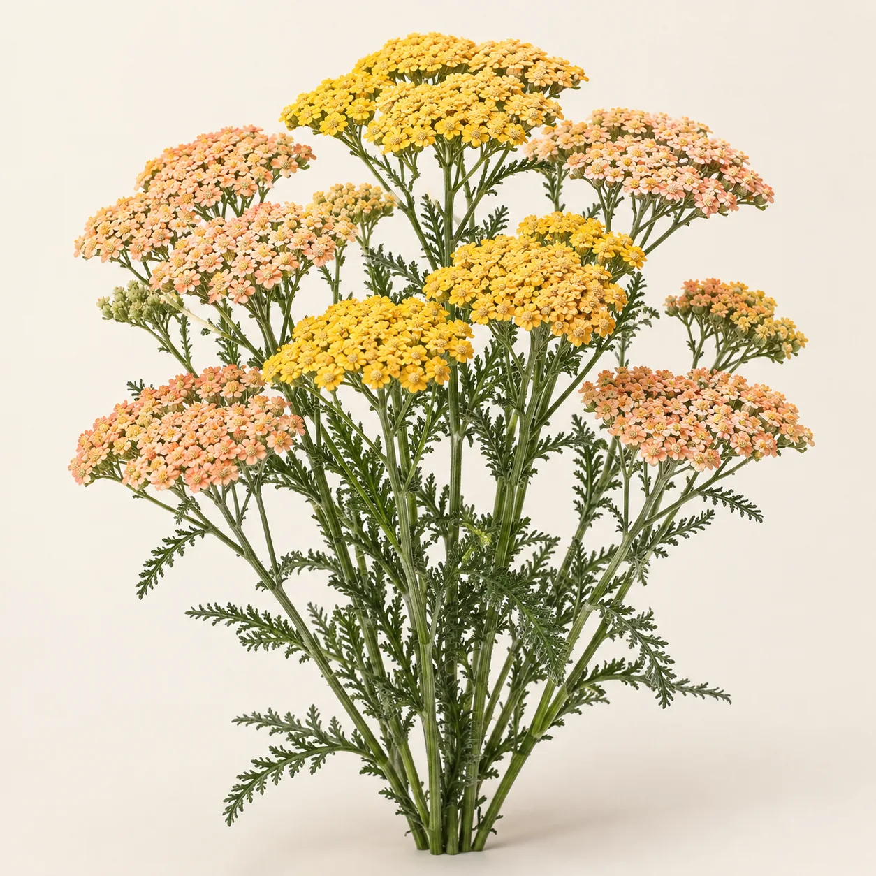Illustrative fresh cut Achillea stems with flat yellow and peach flower clusters
