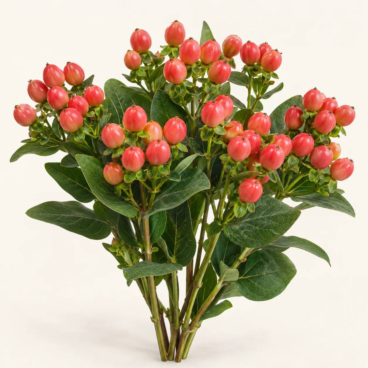 Illustrative fresh cut Hypericum stems with red berries