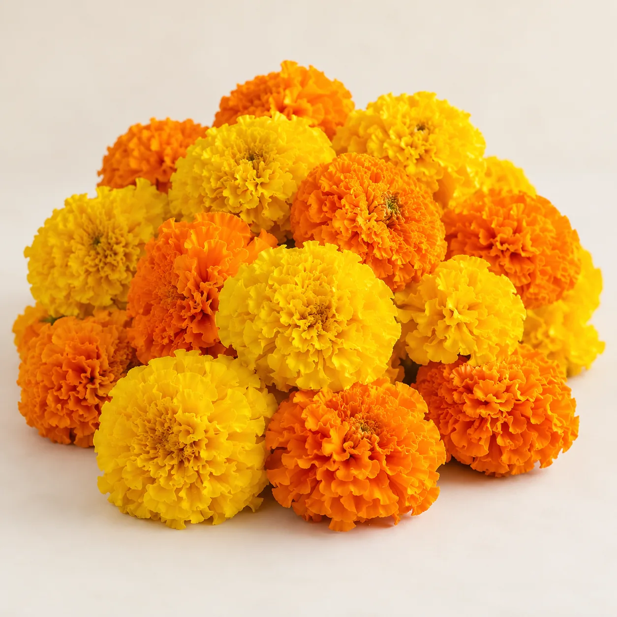 Illustrative loose orange and yellow Marigold flower heads