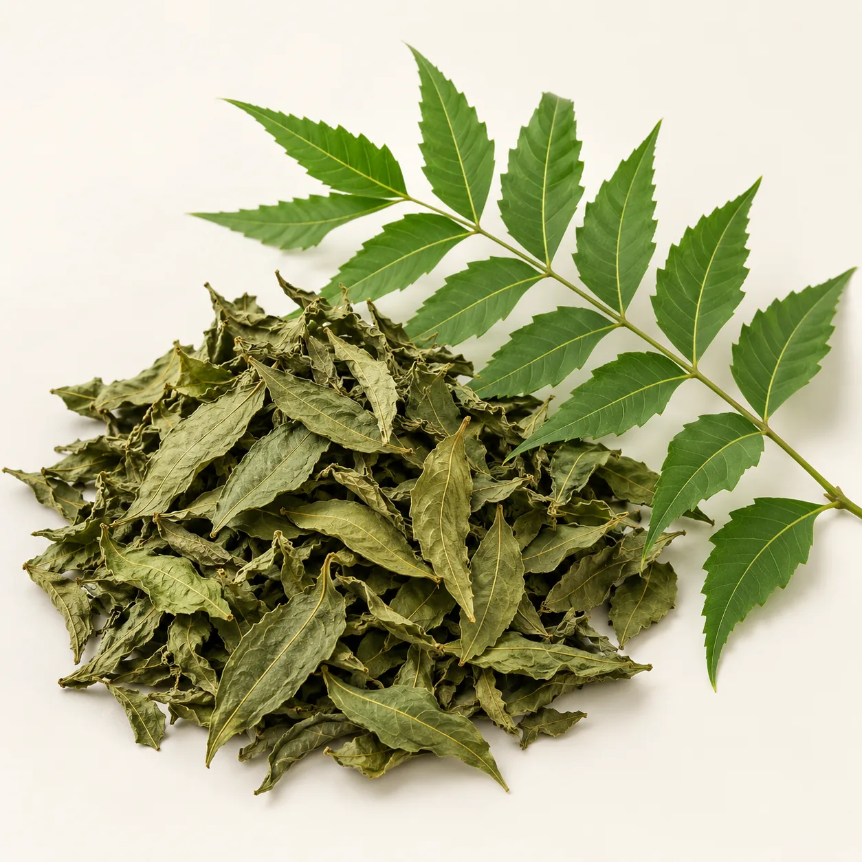 Illustrative dried Neem leaves beside a fresh Neem twig