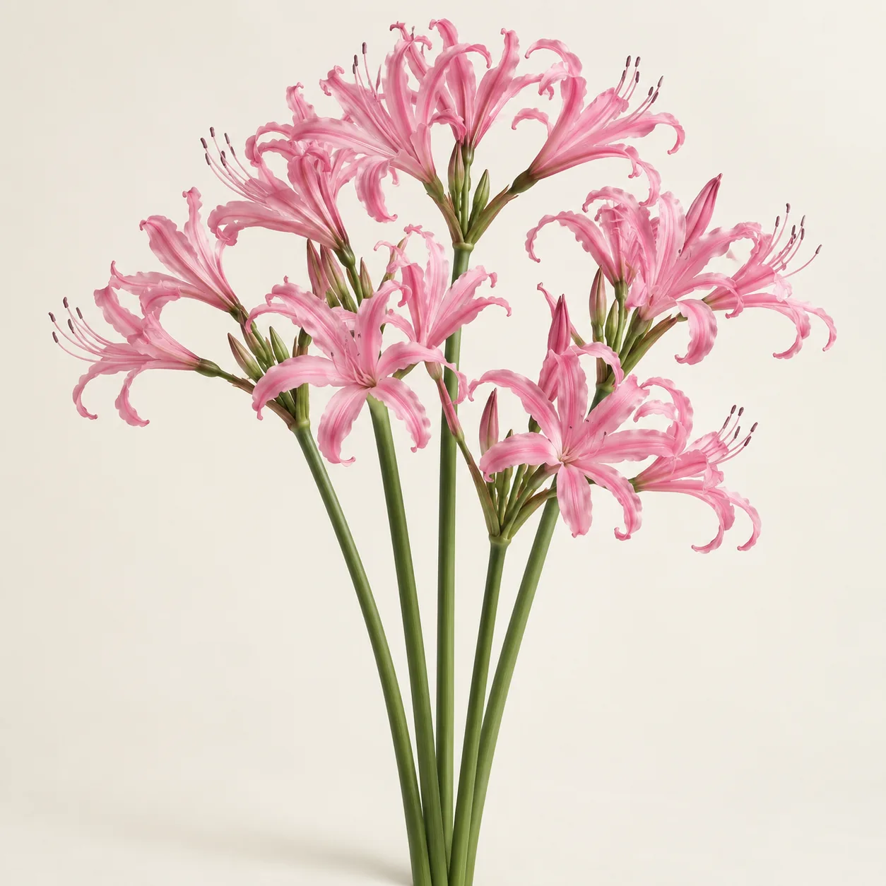 Illustrative fresh cut pink Nerine flower stems