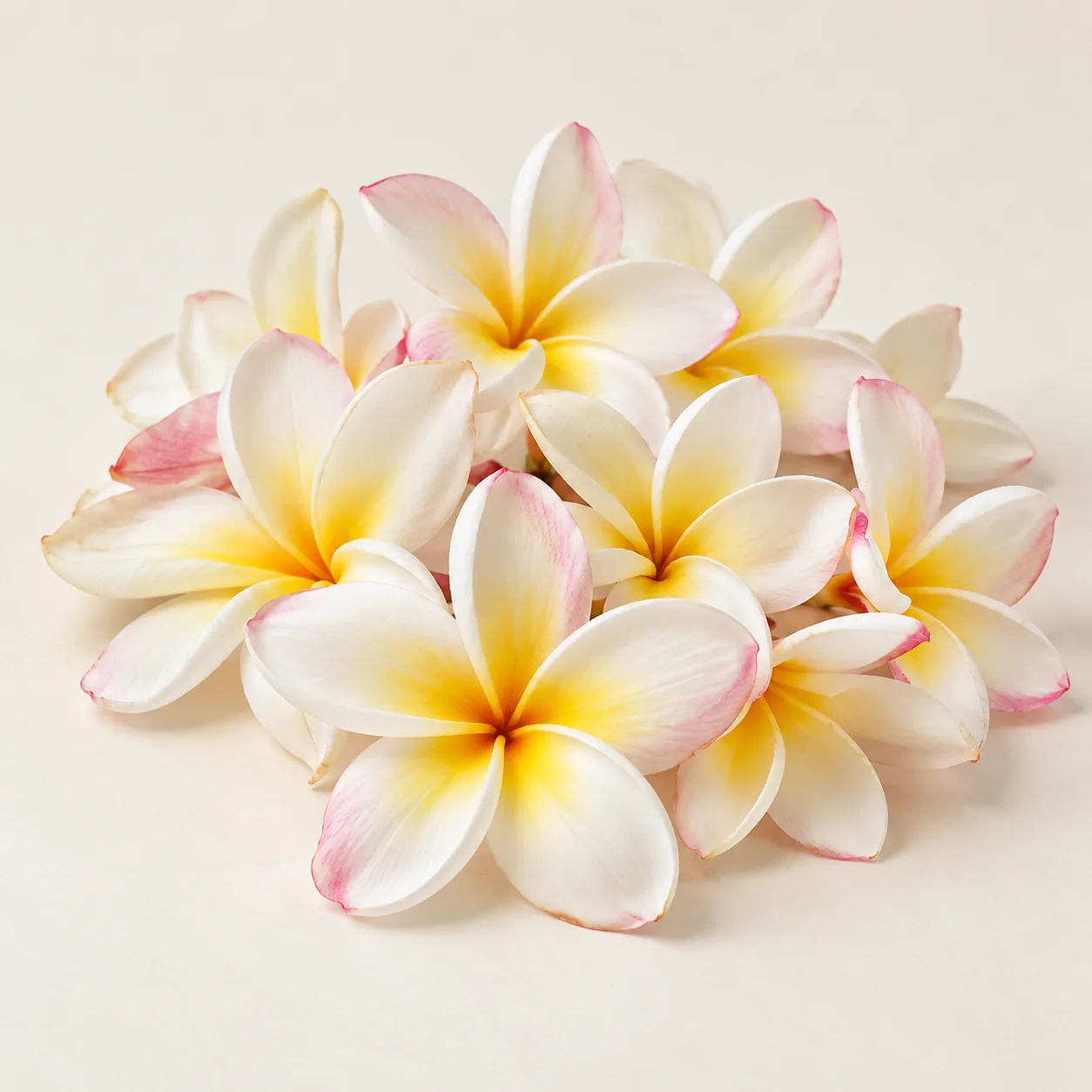 Illustrative loose white and yellow Plumeria Champa flowers