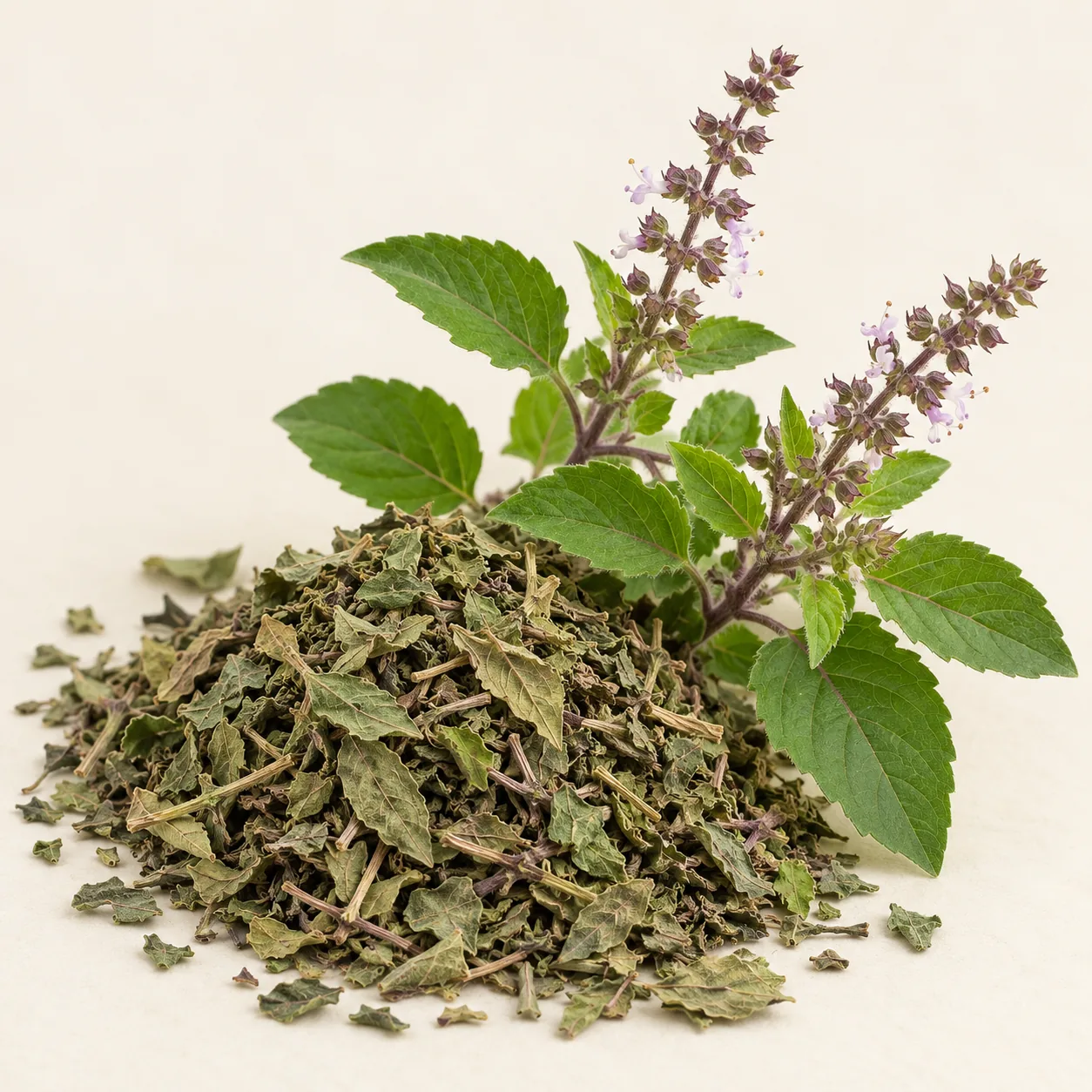 Illustrative dried Tulsi leaves beside a fresh holy basil sprig